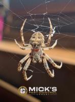 Mick's Spider Control Hobart image 7
